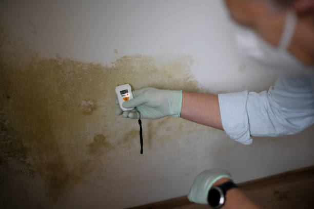 Best Black Mold Remediation in Governors Clu, NC